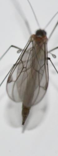 Bolitophila sp.